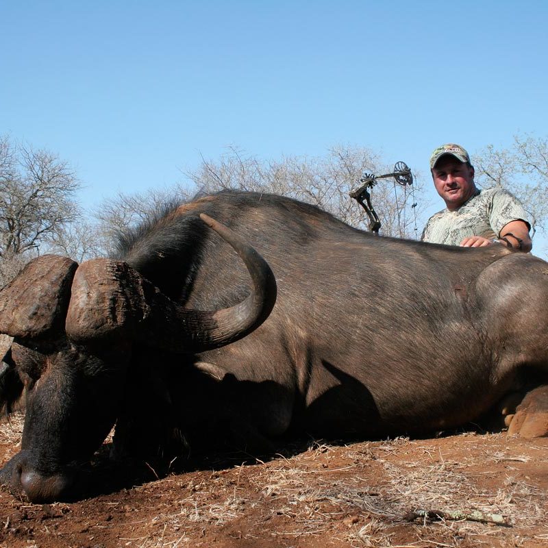 cape buffalo