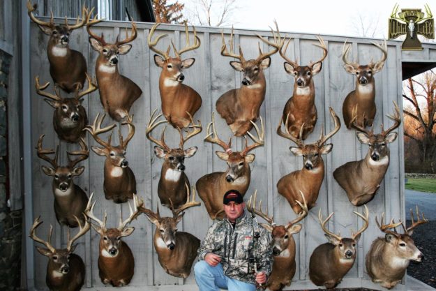 whitetail trophy wall