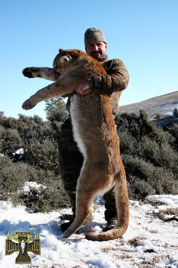 mountain lion